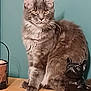 abyssinian, accessories, angora, animal, art, bag, basket, blackcat, canine, cat, dog, egyptiancat, furniture, handbag, kitten, lamp, manx, pet, toy, wood