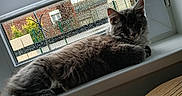 Zéphyr a rejoint le concours — aidez-le/la à gagner de superbes lots ! abyssinian, animal, cat, couch, curtain, diningtable, furniture, hardwood, homedecor, indoors, kitten, manx, pet, picturewindow, plywood, table, window, windowshade, windowsill, wood
