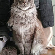 Zéphyr participe au concours pour gagner de l'argent avec cette photo : cat, fluffy, grey_cat, long_fur, sitting, indoor, furniture, jacket, wooden_surface, tail, pet, animal, curious, calm, portrait, domestic_cat, whiskers, ears, eyes, closeup