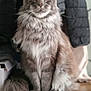 cat, fluffy, grey_cat, long_fur, sitting, indoor, furniture, jacket, wooden_surface, tail, pet, animal, curious, calm, portrait, domestic_cat, whiskers, ears, eyes, closeup