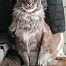 Zéphyr participe au concours pour gagner de l'argent avec cette photo : animal, cat, coat, curious, cute, domestic_cat, feline, fluffy, fur, furniture, gray_cat, household, indoor, jacket, pet, portrait, sitting, tail, whiskers, wooden_surface