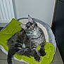 Zéphyr a rejoint le concours — aidez-le/la à gagner de superbes lots ! abyssinian, animal, blanket, cat, chair, computerhardware, couch, cushion, electronics, furniture, hardware, homedecor, indoors, kitten, linen, manx, monitor, pet, screen, tv