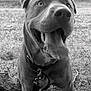 accessories, animal, boxer, bulldog, canine, collar, dog, grass, halter, harness, hound, husky, labradorretriever, leash, person, pet, pitbull, plant, puppy, snout