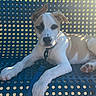 Steely Dan is registered to the contest to win money with this photo: dog, puppy, pet, animal, white_fur, tan_fur, short_hair, floppy_ears, blue_chair, leash, collar, sitting, lying_down, outdoor, sunlight, portrait, close_up, perforated_surface, paws, relaxed