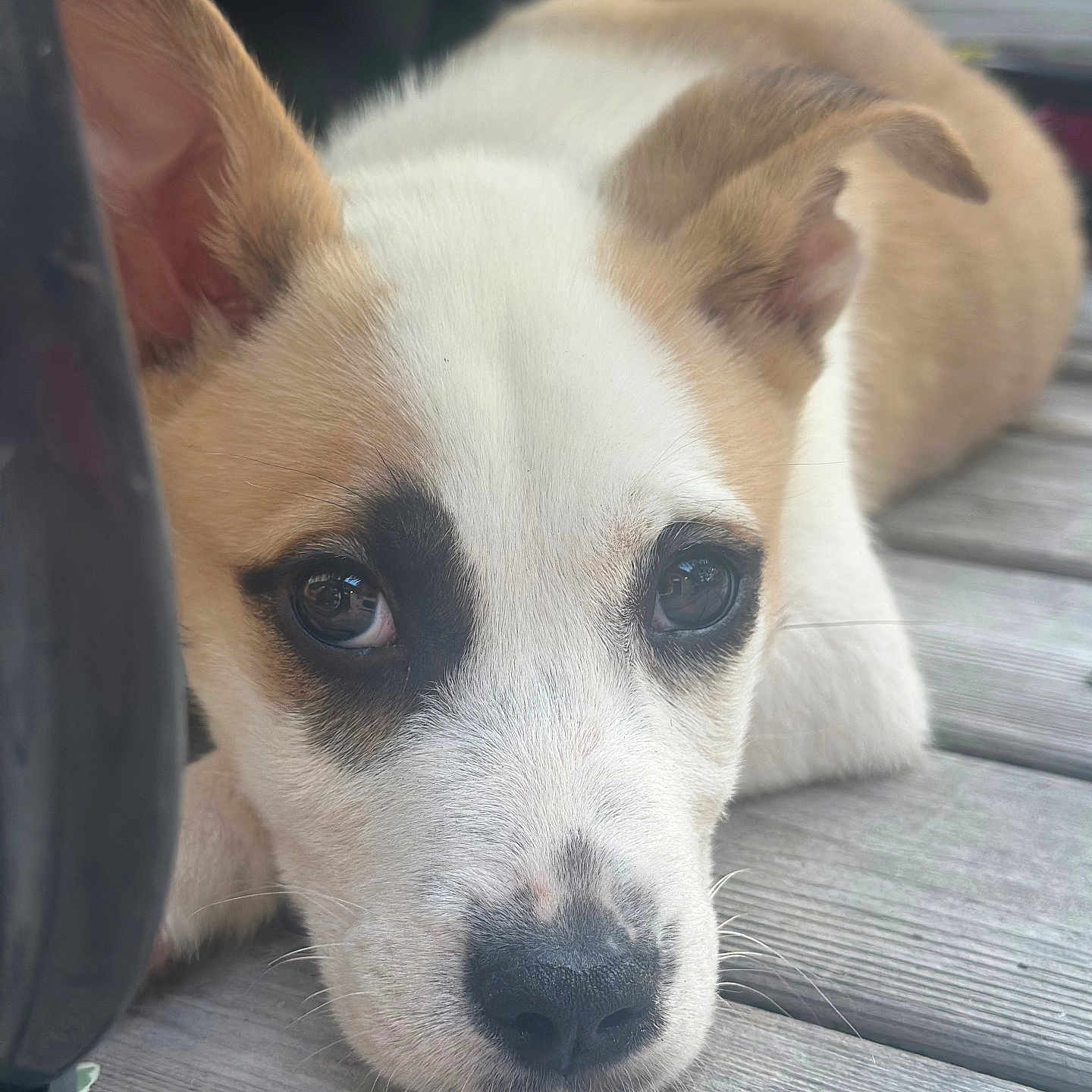 Steely Dan is registered to the contest to win money with this photo: puppy, dog, pet, animal, canine, white_fur, tan_fur, floppy_ear, upright_ear, blue_eyes, black_nose, close_up, portrait, lying_down, wooden_deck, outdoor, curious, adorable, fur, face