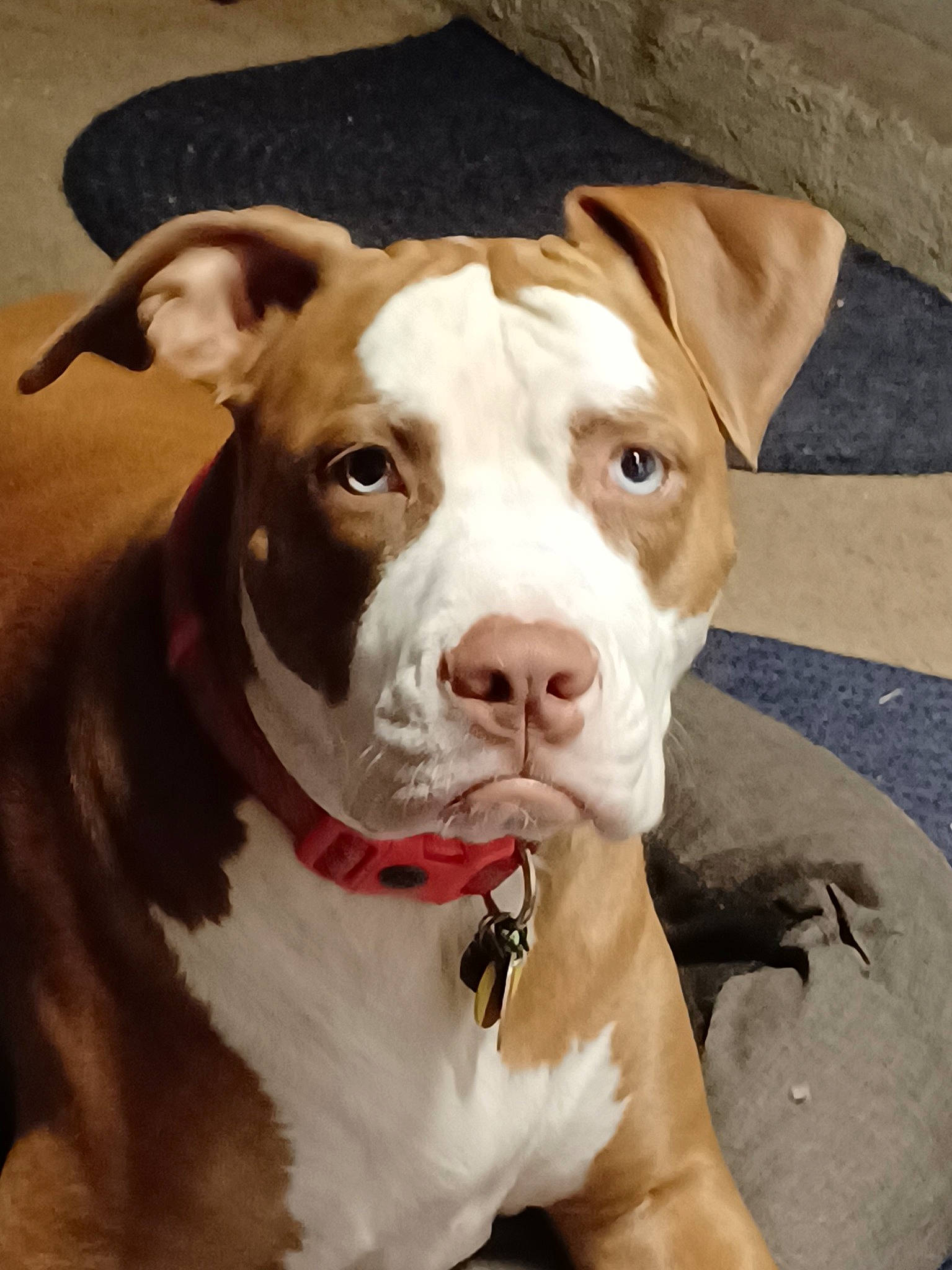 Kaylee is registered to the contest to win money with this photo: ancient_dog_breeds, canidae, carnivore, collar, companion_dog, dog, dog_breed, dog_collar, eye, fawn, fur, head, non_sporting_group, pet_supply, snout, sporting_group, whiskers, working_animal