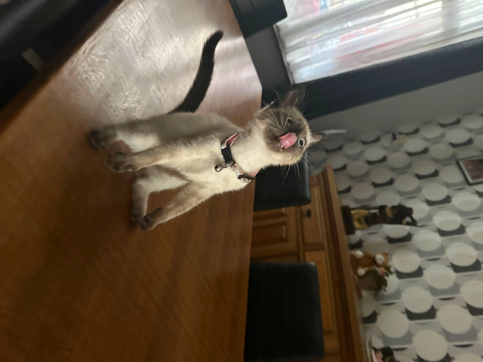 Angel a rejoint le concours — aidez-le/la à gagner de superbes lots ! canidae, carnivore, cat, comfort, domestic_short_haired_cat, fawn, felidae, floor, flooring, fur, hardwood, paw, room, small_to_medium_sized_cats, sporting_group, tail, whiskers, wood, wood_flooring