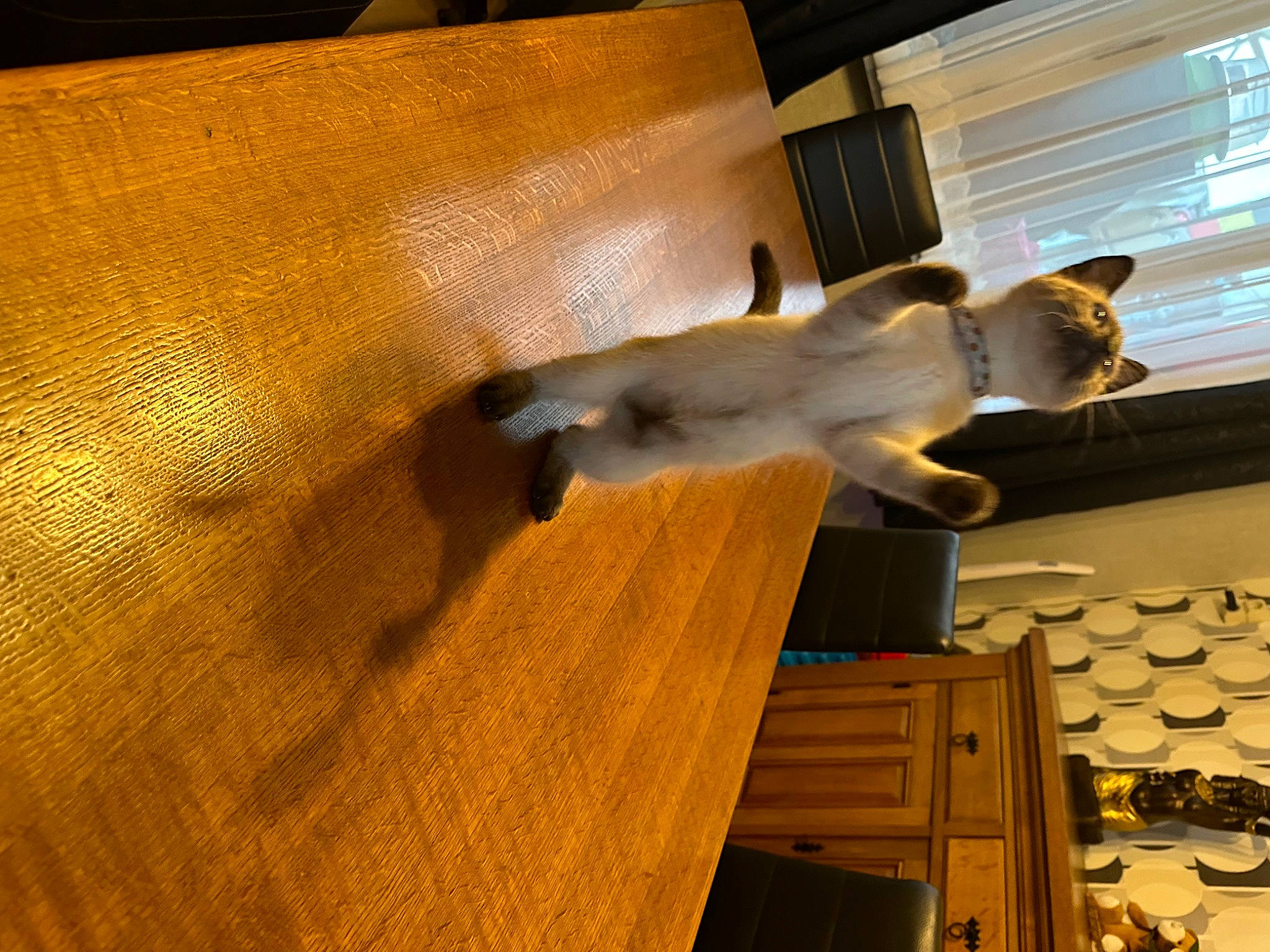 Angel participe au concours pour gagner de l'argent avec cette photo : carnivore, cat, comfort, companion_dog, dog_breed, fawn, felidae, floor, flooring, fur, hardwood, laminate_flooring, small_to_medium_sized_cats, tail, tints_and_shades, varnish, window, wood, wood_flooring, wood_stain