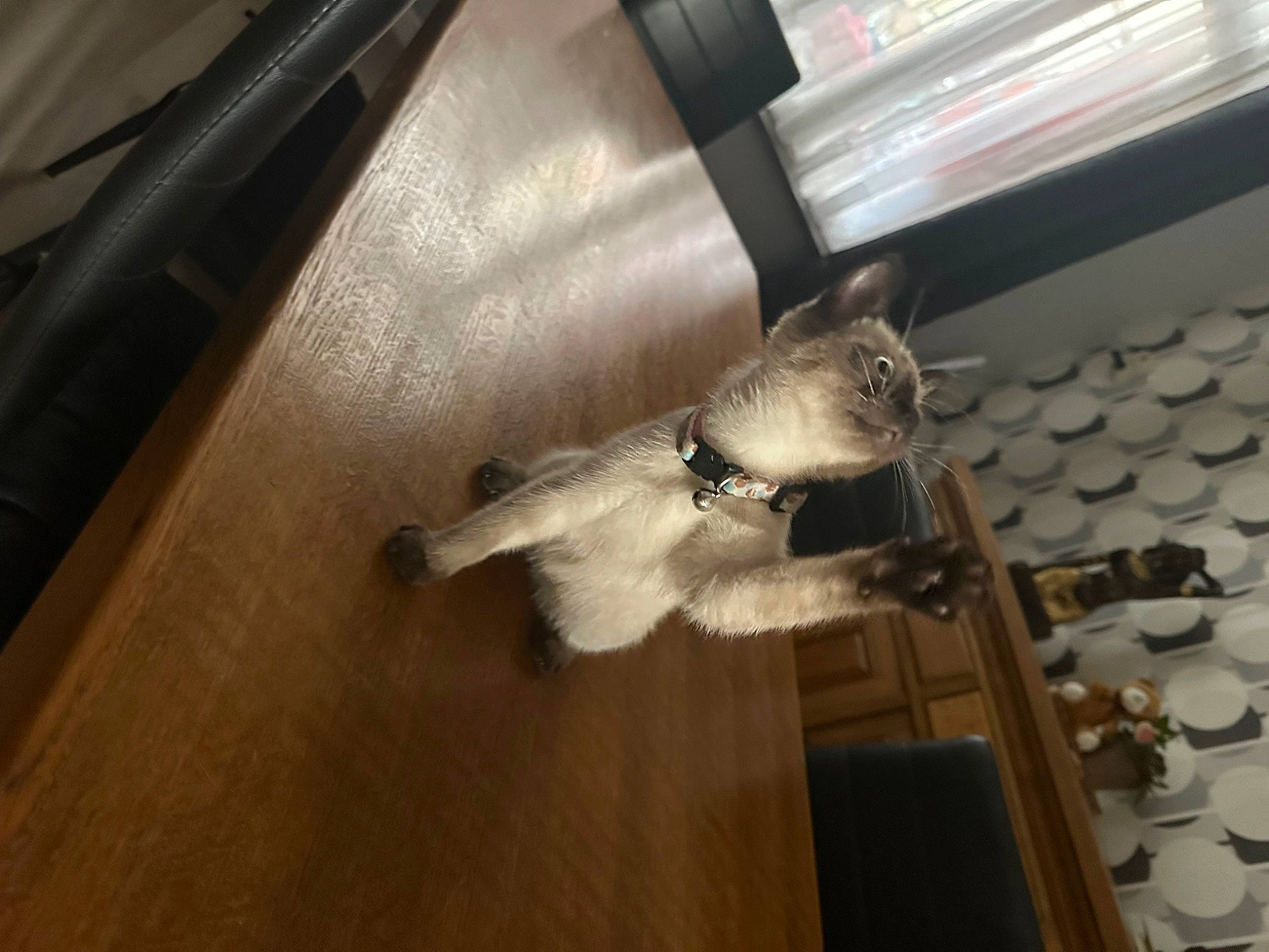 Angel participe au concours pour gagner de l'argent avec cette photo : bat, ceiling, comfort, felidae, floor, flooring, fur, glass, hardwood, laminate_flooring, metal, plywood, room, small_to_medium_sized_cats, steel, tail, whiskers, wood, wood_flooring, wood_stain