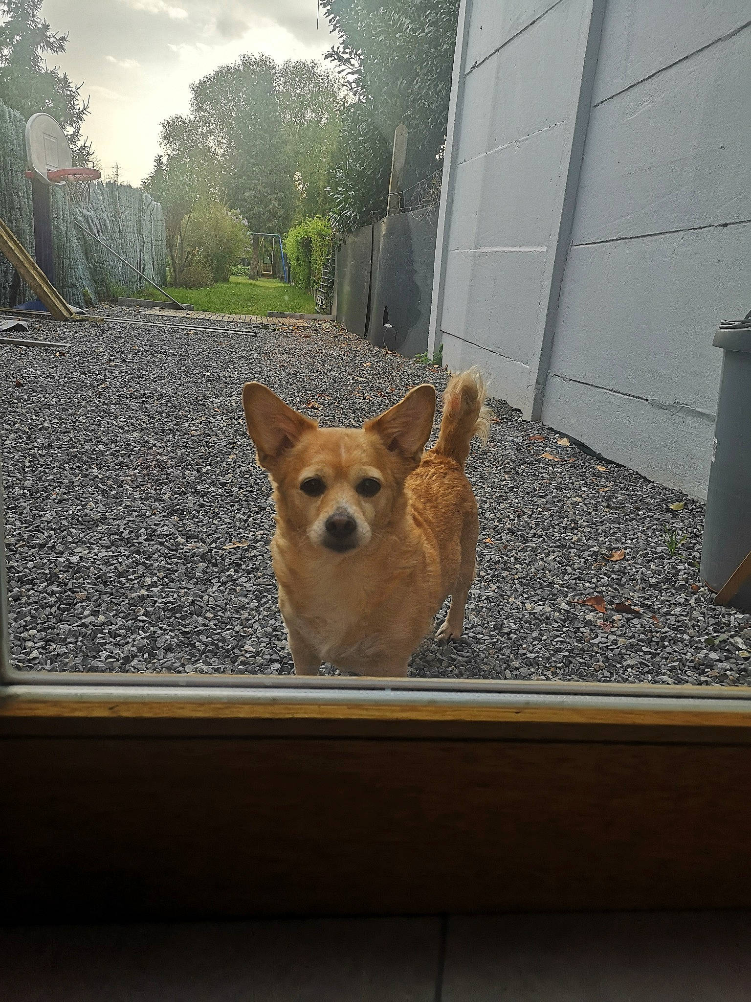 Mystique participe au concours pour gagner de l'argent avec cette photo : canidae, cardigan_welsh_corgi, carnivore, companion_dog, dog, dog_breed, fawn, home, house, mammal, norwich_terrier, pembroke_welsh_corgi, pomeranian, portuguese_podengo, snout, welsh_corgi, window