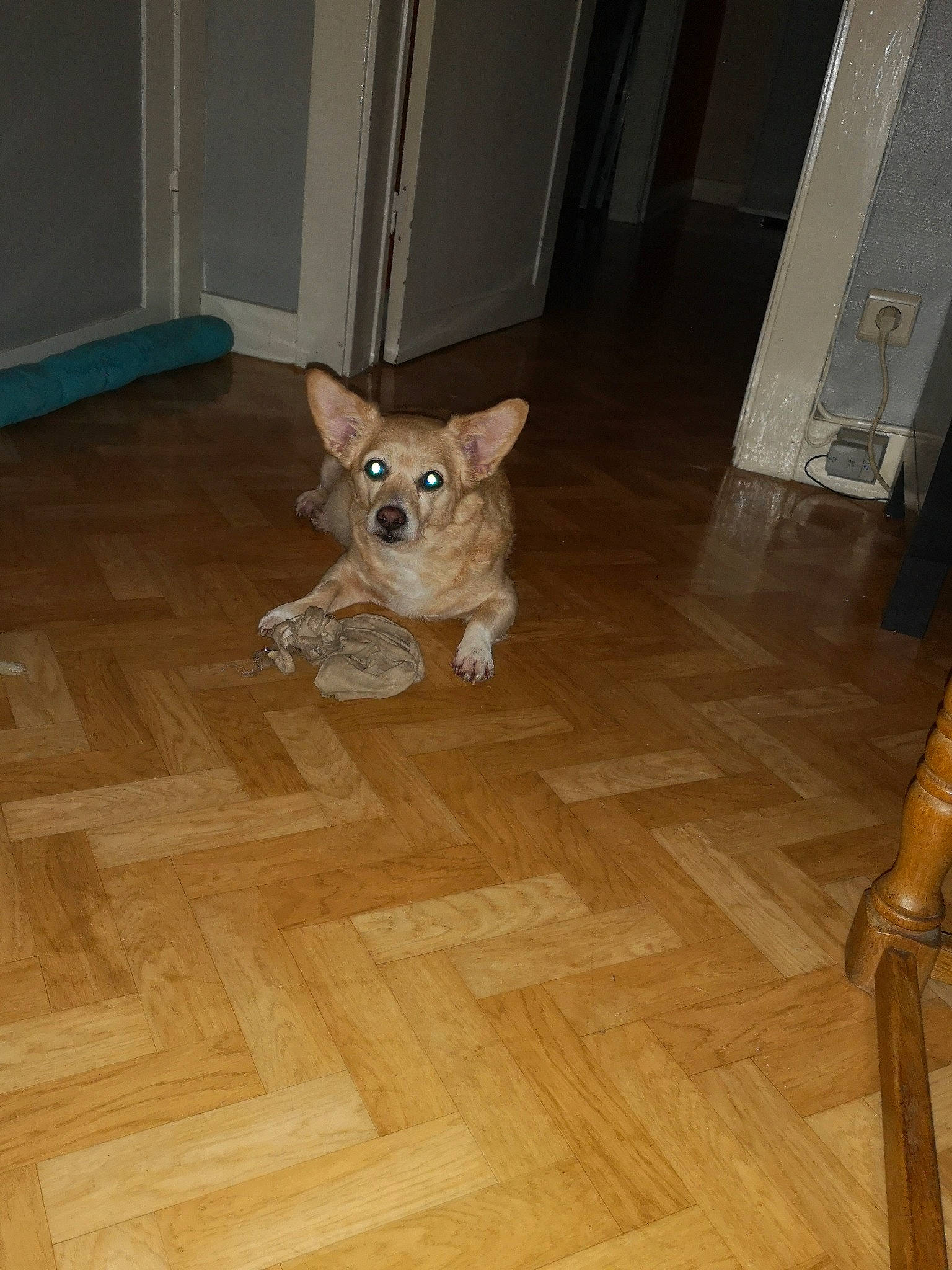 Mystique a rejoint le concours — aidez-le/la à gagner de superbes lots ! canidae, carnivore, cat, dog, dog_breed, fawn, floor, flooring, fur, hardwood, laminate_flooring, mammal, pembroke_welsh_corgi, room, sporting_group, tile, toy_dog, whiskers, wood, wood_flooring