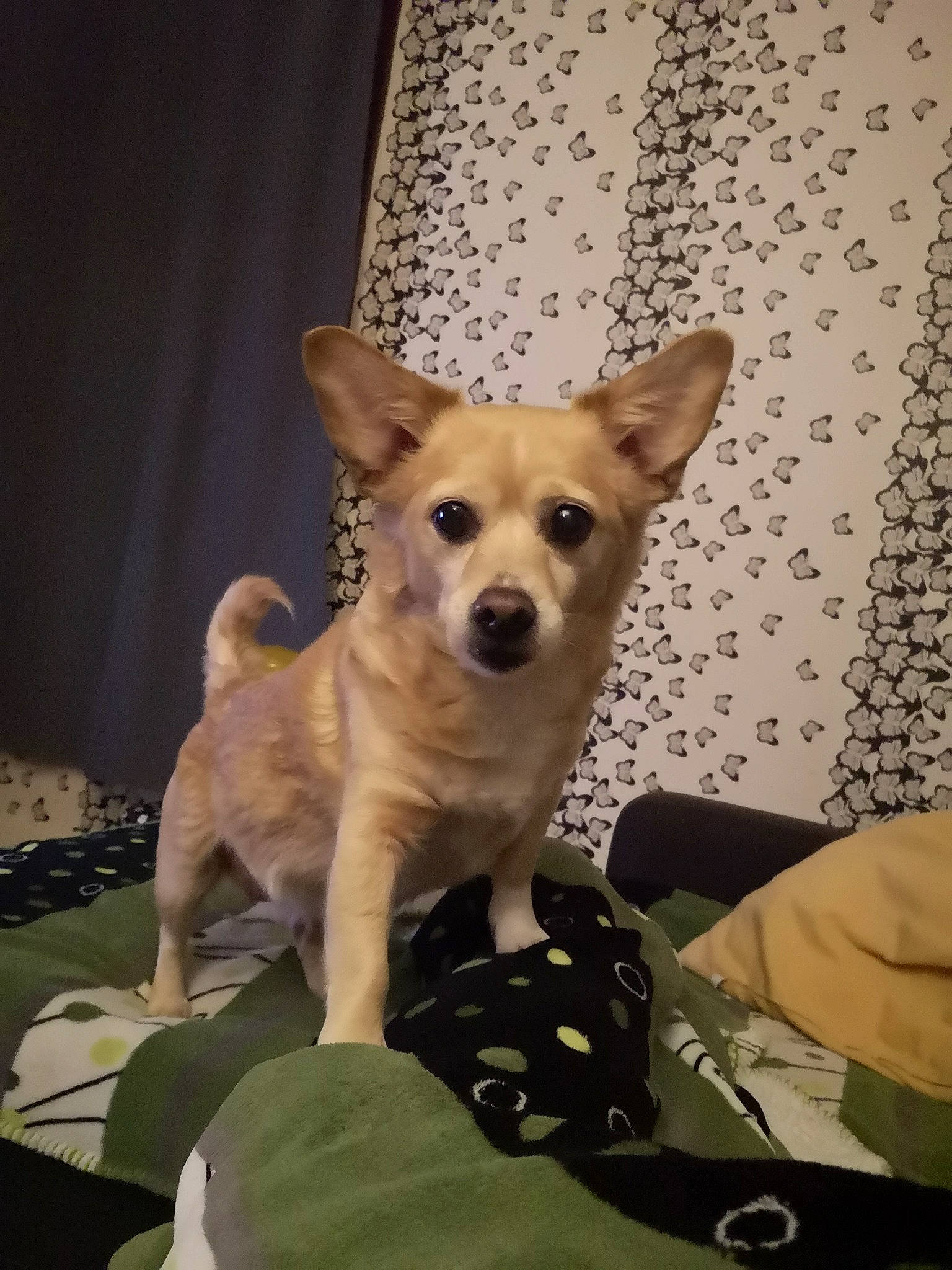 Mystique a rejoint le concours — aidez-le/la à gagner de superbes lots ! ancient_dog_breeds, canaan_dog, canidae, carnivore, carolina_dog, chihuahua, companion_dog, corgi_chihuahua, dog, dog_breed, fawn, korean_jindo_dog, mammal, non_sporting_group, norwegian_buhund, puppy, snout, vertebrate