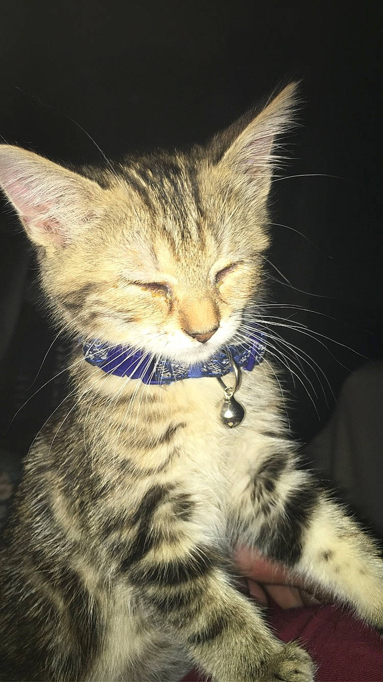 Elsa participe au concours pour gagner de l'argent avec cette photo : aegean_cat, american_shorthair, american_wirehair, asian, california_spangled, carnivore, cat, domestic_short_haired_cat, dragon_li, egyptian_mau, european_shorthair, felidae, kitten, mammal, nose, small_to_medium_sized_cats, snout, tabby_cat, vertebrate, whiskers