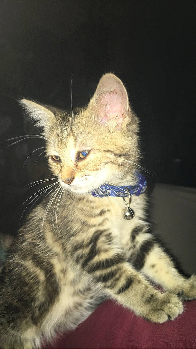 Elsa a rejoint le concours — aidez-le/la à gagner de superbes lots ! american_shorthair, american_wirehair, asian, bengal, california_spangled, carnivore, cat, domestic_short_haired_cat, dragon_li, egyptian_mau, european_shorthair, felidae, kitten, mammal, pixie_bob, savannah, small_to_medium_sized_cats, tabby_cat, vertebrate, whiskers