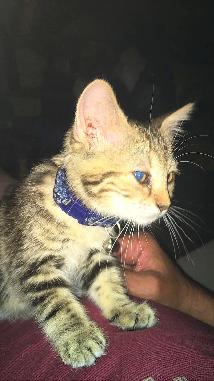 Elsa participe au concours pour gagner de l'argent avec cette photo : american_shorthair, american_wirehair, asian, california_spangled, carnivore, cat, domestic_short_haired_cat, dragon_li, egyptian_mau, european_shorthair, felidae, kitten, mammal, ojos_azules, pixie_bob, savannah, small_to_medium_sized_cats, tabby_cat, vertebrate, whiskers