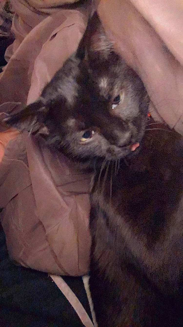 Rebelle a rejoint le concours — aidez-le/la à gagner de superbes lots ! black_cat, carnivore, cat, comfort, domestic_short_haired_cat, fawn, felidae, fur, grey, small_to_medium_sized_cats, snout, tail, terrestrial_animal, whiskers