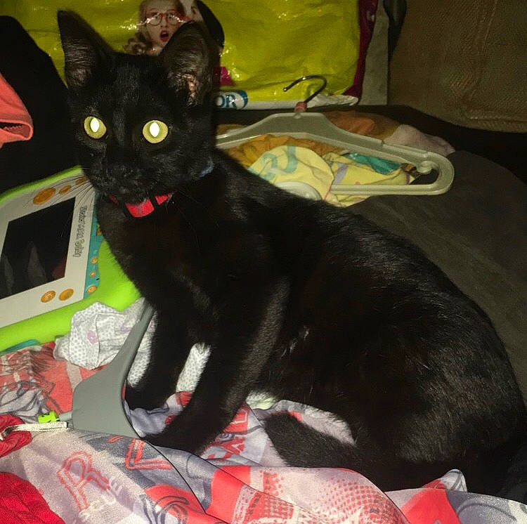 Rebelle a rejoint le concours — aidez-le/la à gagner de superbes lots ! black_cat, bombay, carnivore, cat, cat_supply, claw, comfort, domestic_short_haired_cat, felidae, fur, havana_brown, lap, paw, sitting, small_to_medium_sized_cats, snout, tail, whiskers