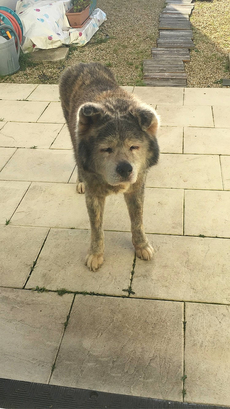 Atila a rejoint le concours — aidez-le/la à gagner de superbes lots ! akita, akita_inu, ancient_dog_breeds, canidae, carnivore, czechoslovakian_wolfdog, dog, dog_breed, fawn, mammal, rare_breed_dog, saarloos_wolfdog, shikoku, sporting_group, street_dog, vertebrate, wolfdog