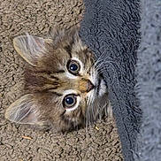 Lolo is registered to the contest to win money with this photo: animal, carpet, cat, closeup, curious, cute, eyes, fabric, feline, fur, indoor, kitten, pet, playful, portrait, resting, small, texture, whiskers, young