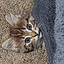 animal, carpet, cat, closeup, curious, cute, eyes, fabric, feline, fur, indoor, kitten, pet, playful, portrait, resting, small, texture, whiskers, young