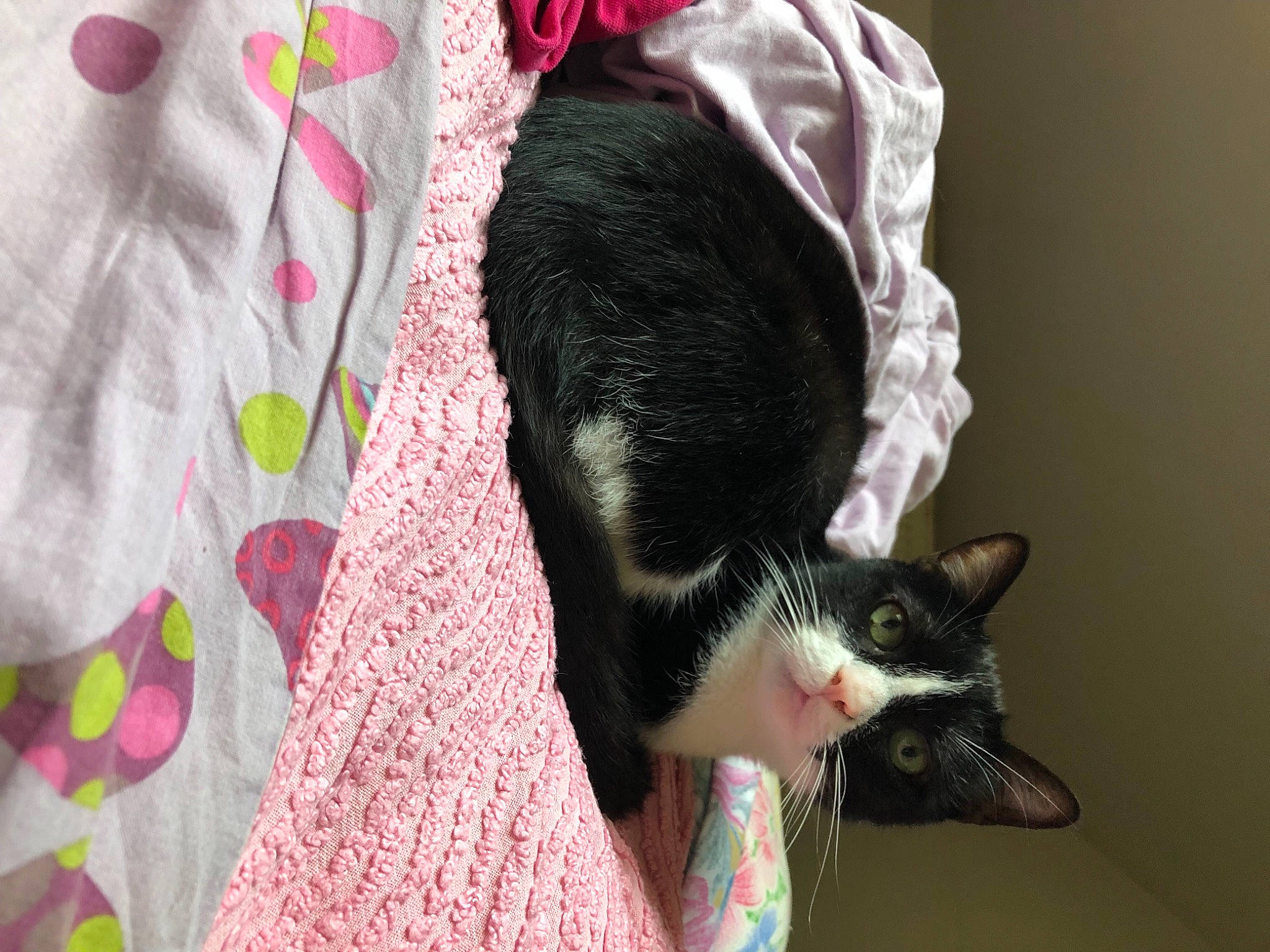 Mystic a rejoint le concours — aidez-le/la à gagner de superbes lots ! black_cat, carnivore, cat, claw, comfort, domestic_short_haired_cat, ear, fashion_accessory, felidae, fur, linens, magenta, pattern, pink, plant, small_to_medium_sized_cats, tail, textile, tree, whiskers