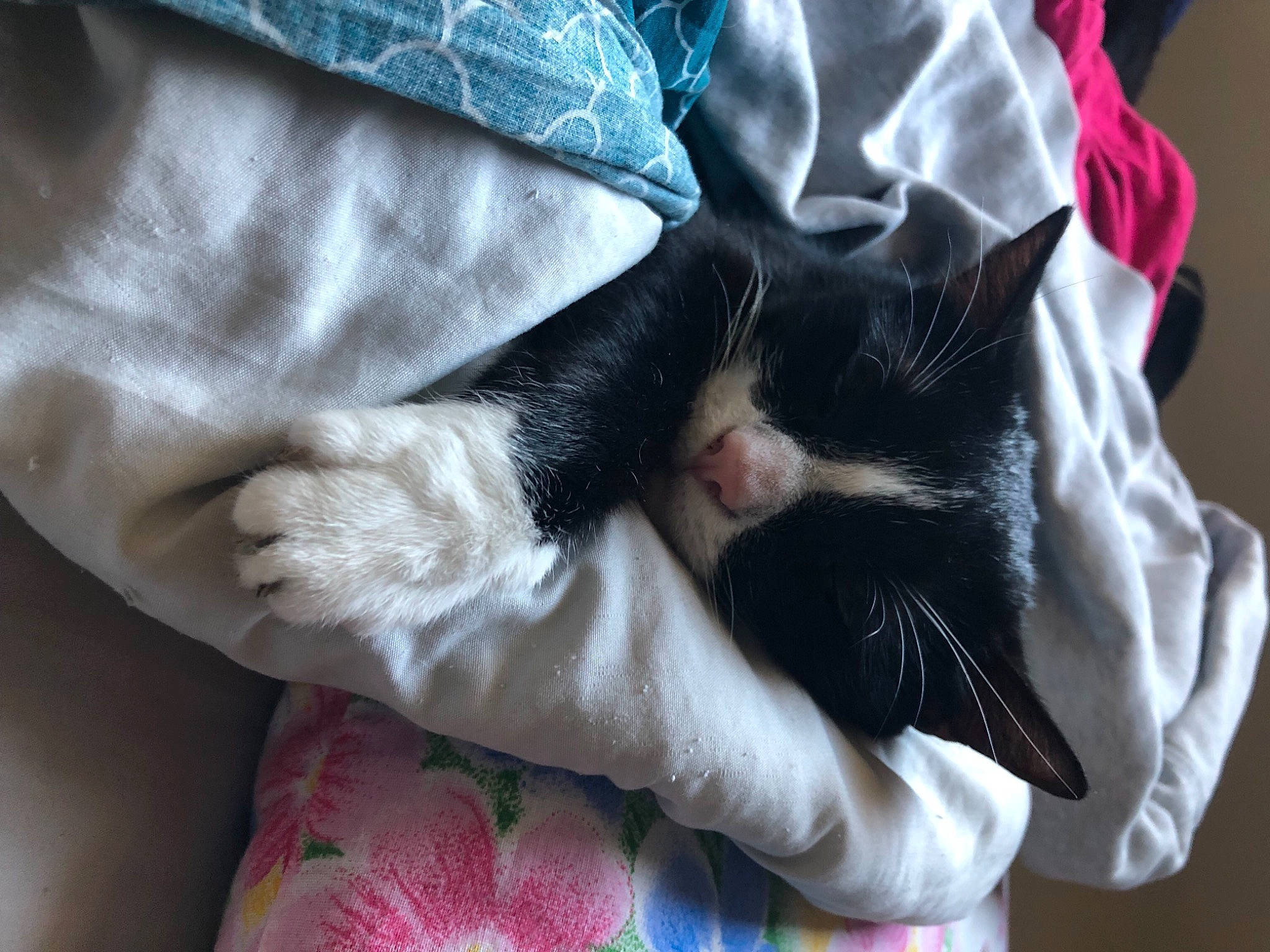 Mystic a rejoint le concours — aidez-le/la à gagner de superbes lots ! carmine, carnivore, cat, comfort, domestic_short_haired_cat, felidae, fur, gesture, grey, hand, human_leg, lap, linens, nail, sleeve, small_to_medium_sized_cats, tail, textile, thigh, whiskers