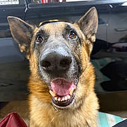 Maverick is registered to the contest to win money with this photo: dog, german_shepherd, close_up, pet, animal, canine, indoor, car, black_car, open_mouth, tongue, ears, fur, friendly, happy, portrait, nose, eyes, smiling, domestic_animal