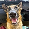 dog, german_shepherd, close_up, pet, animal, canine, indoor, car, black_car, open_mouth, tongue, ears, fur, friendly, happy, portrait, nose, eyes, smiling, domestic_animal