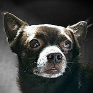 Newton participe au concours pour gagner de l'argent avec cette photo : dog, close_up, portrait, small_dog, fur, ears, eyes, nose, whiskers, black_fur, brown_fur, white_fur, pet, animal, canine, indoor, looking_away, soft_light, blurry_background, expressive