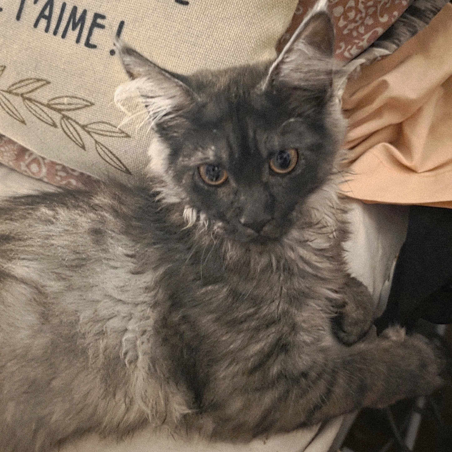 Athena a rejoint le concours — aidez-le/la à gagner de superbes lots ! animal, cat, couch, cozy, cute, domestic, ears, eyes, fabric, feline, fluffy, fur, gray_cat, home, indoor, pet, pillow, relaxed, resting, whiskers