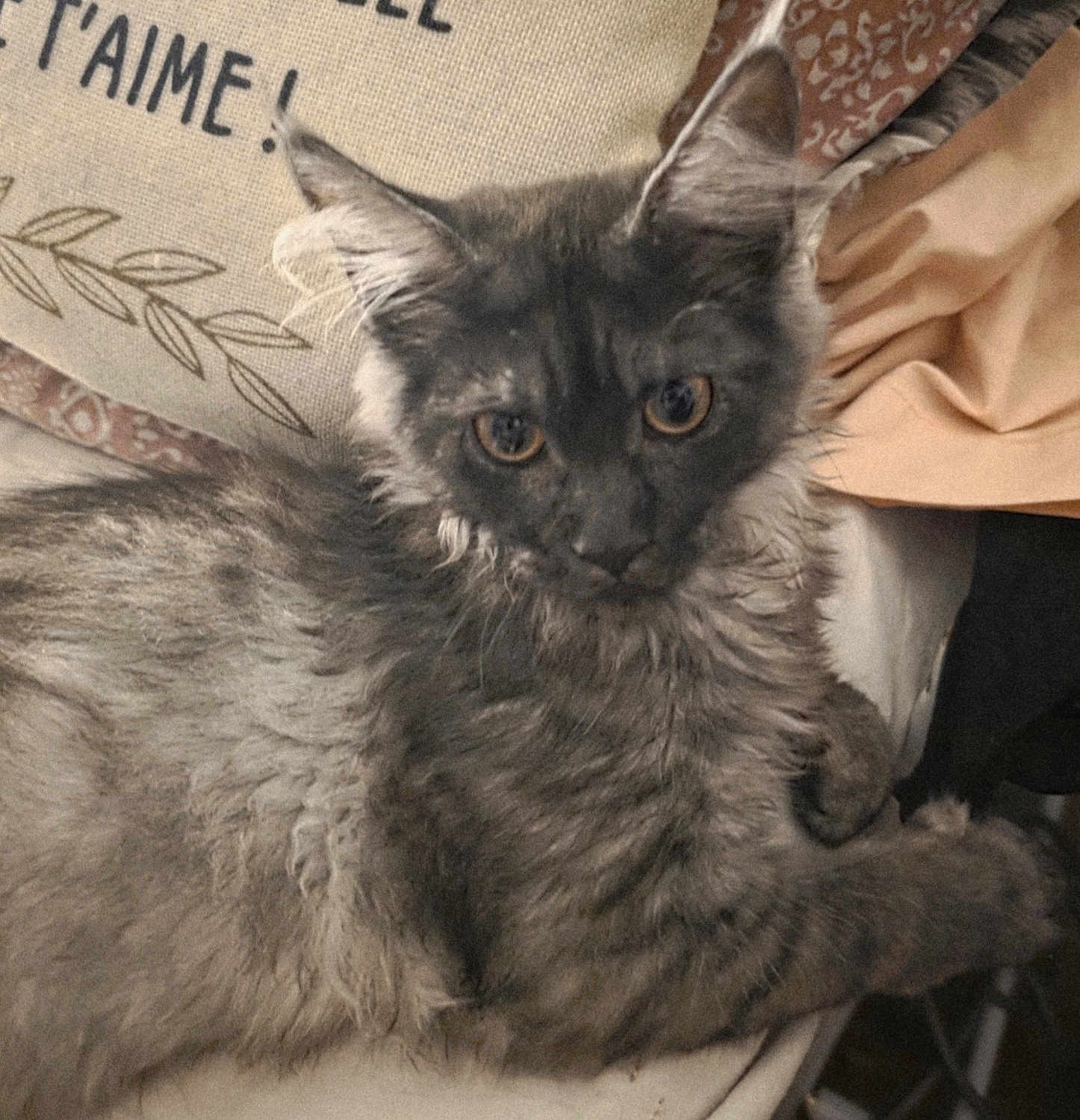 Athena a rejoint le concours — aidez-le/la à gagner de superbes lots ! cat, gray_cat, fluffy, pet, indoor, couch, pillow, fabric, relaxed, feline, animal, cute, fur, whiskers, ears, eyes, home, cozy, resting, domestic