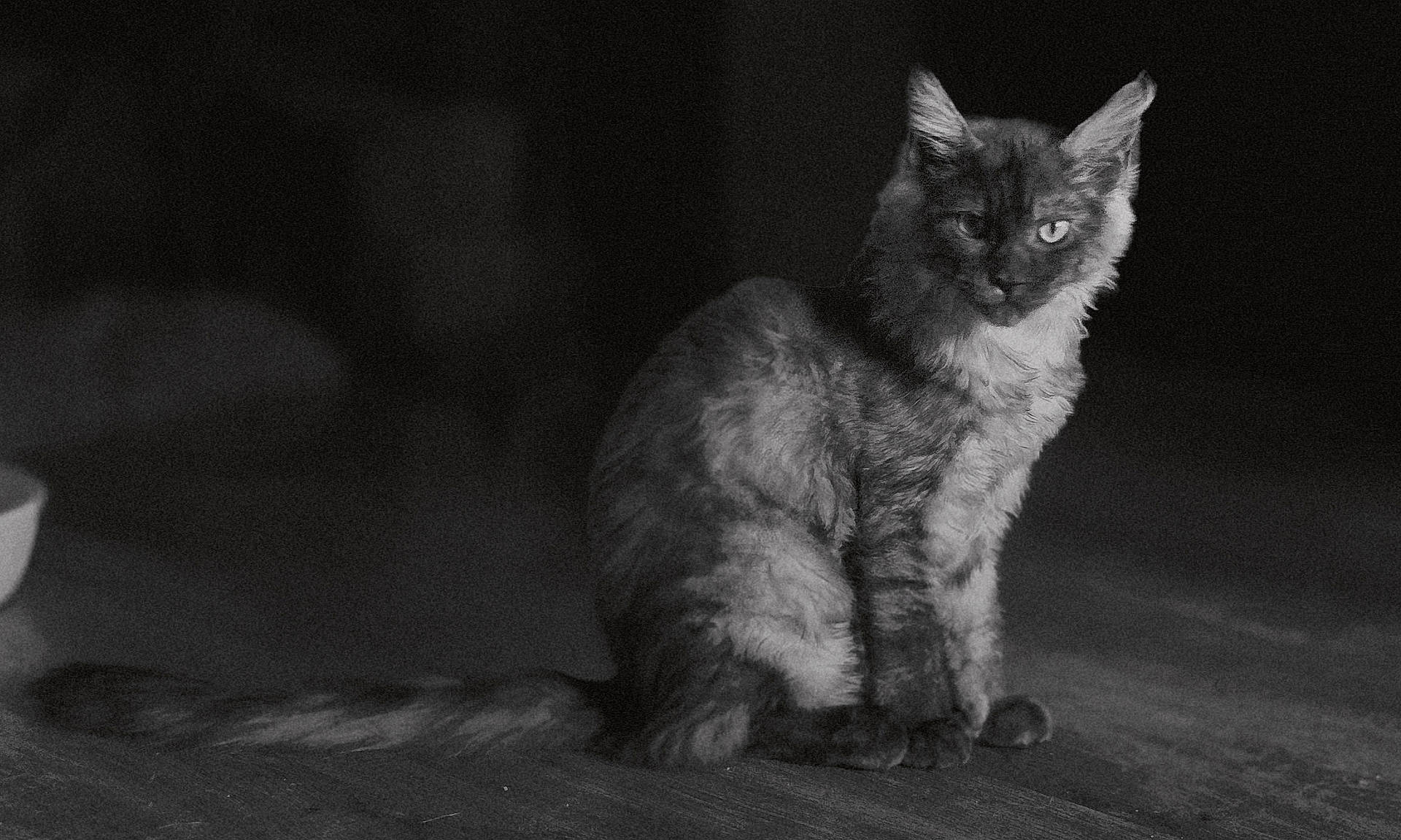 Athena participe au concours pour gagner de l'argent avec cette photo : animal, black_and_white, calm, cat, eyes, feline, focus, fur, indoor, mysterious, pet, portrait, quiet, shadow, sitting, soft_light, tail, texture, whiskers, wooden_floor