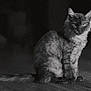 Athena participe au concours pour gagner de l'argent avec cette photo : cat, animal, pet, feline, black_and_white, indoor, wooden_floor, fur, sitting, portrait, mysterious, eyes, whiskers, tail, quiet, shadow, texture, soft_light, focus, calm