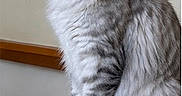 Aria participe au concours pour gagner de l'argent avec cette photo : cat, fluffy, silver_tabby, sitting, wooden_ledge, profile_view, indoor, pet, feline, long_fur, focused, animal, domestic_cat, side_view, mammal, calm, household, whiskers, tail, gray