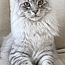 Aria participe au concours pour gagner de l'argent avec cette photo : cat, silver_tabby, pet, feline, couch, indoor, fur, whiskers, ears, paws, relaxed, animal, portrait, closeup, home, cozy, sitting, looking_at_camera, domestic_cat, mammal