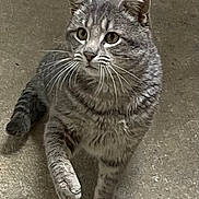 Grayson is registered to the contest to win money with this photo: alert, animal, cat, closeup, curious, cute, domestic, eyes, feline, floor, fur, gray_tabby, indoor, looking, mammal, paw, pet, portrait, walking, whiskers