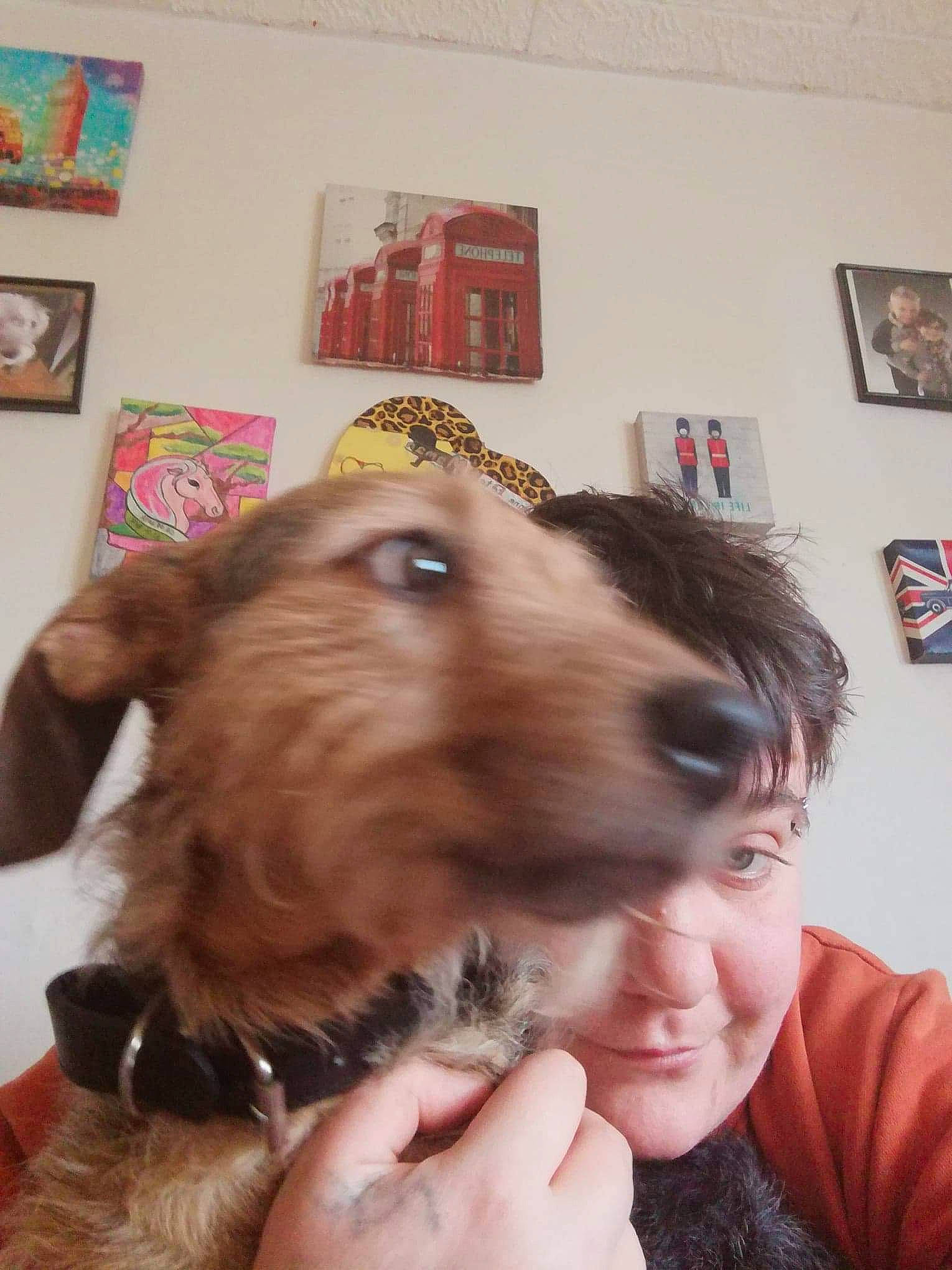 Bruce a rejoint le concours — aidez-le/la à gagner de superbes lots ! canidae, carnivore, cocker_spaniel, dog, dog_breed, english_cocker_spaniel, liver, puppy_love, spaniel, sporting_group