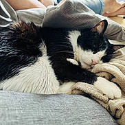 Félix a rejoint le concours — aidez-le/la à gagner de superbes lots ! animal, bed, bedroom, blanket, cat, couch, furniture, homedecor, indoors, kitten, linen, manx, person, pet, quilt, room, sleeping