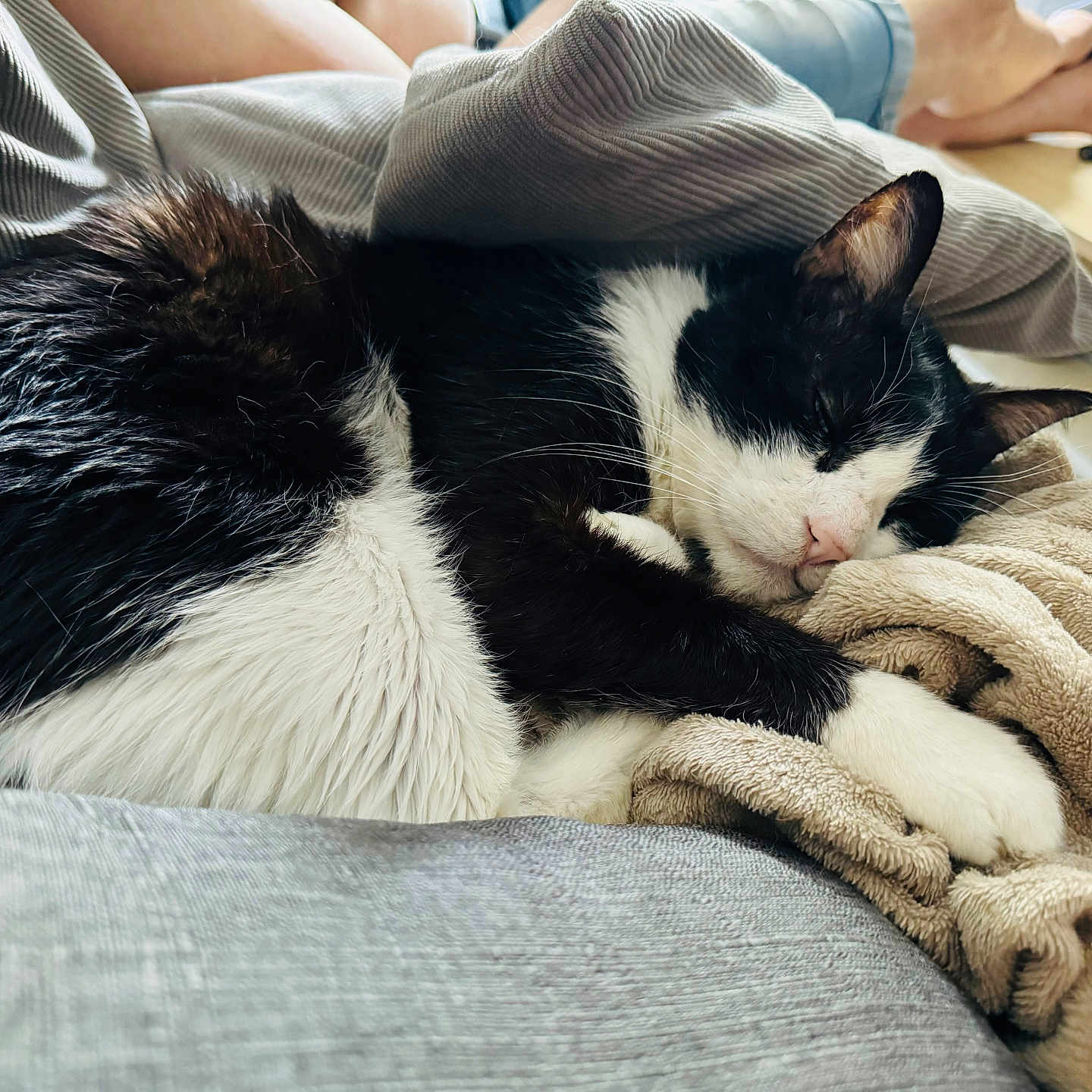 Félix a rejoint le concours — aidez-le/la à gagner de superbes lots ! animal, bed, bedroom, blanket, cat, couch, furniture, homedecor, indoors, kitten, linen, manx, person, pet, quilt, room, sleeping