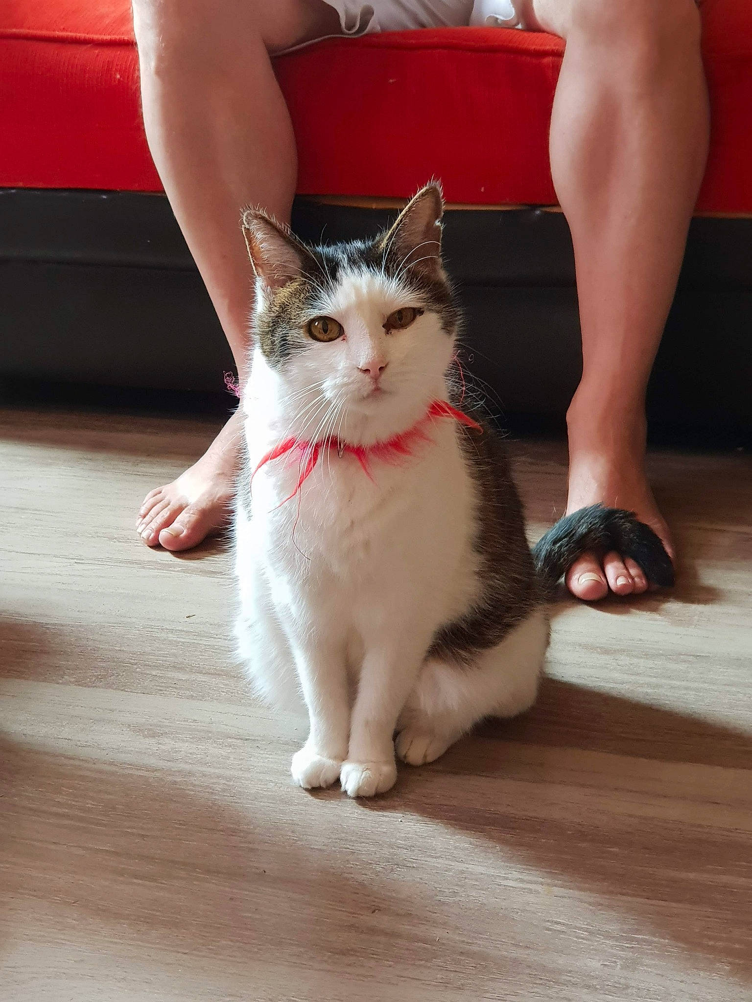 Axel participe au concours pour gagner de l'argent avec cette photo : aegean_cat, carnivoran, cat, cat_like_mammal, domestic_short_haired_cat, finger, flooring, foot, fur, girl, hand, kitten, leg, mammal, nail, person, skin, small_to_medium_sized_cats, whiskers