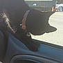 Wobbles is registered to the contest to win money with this photo: black_cat, cat, collar, car_door, car_interior, window, traffic_cone, outdoor, daylight, animal, pet, feline, vehicle, parking_lot, nature, trees, sunlight, shadow, looking_down, indoor_outdoor