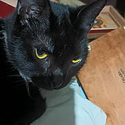 Wobbles is registered to the contest to win money with this photo: black_cat, cat, yellow_eyes, close_up, indoor, pet, animal, whiskers, fur, ear, face, resting, white_cloth, wooden_surface, domestic_cat, feline, looking_away, table, shadow, background_blur