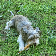 Jc is registered to the contest to win money with this photo: animal, canine, chewing, closeup, daylight, dog, flora, fur, grass, grass_field, green, laying, mammal, nature, outdoor, pet, playful, relaxing, small_dog, stick