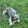 animal, canine, chewing, closeup, daylight, dog, flora, fur, grass, grass_field, green, laying, mammal, nature, outdoor, pet, playful, relaxing, small_dog, stick