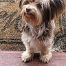 Jc is registered to the contest to win money with this photo: animal, brown, canine, companion, curious, cute, dog, doormat, ears, fluffy, fur, outdoor, paws, pet, small_dog, snout, standing, stone_pavement, white, wooden_step