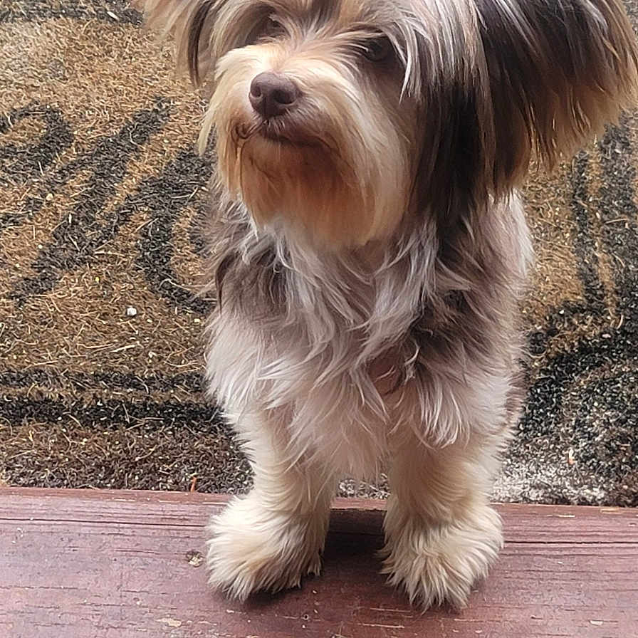 Jc is registered to the contest to win money with this photo: animal, brown, canine, companion, curious, cute, dog, doormat, ears, fluffy, fur, outdoor, paws, pet, small_dog, snout, standing, stone_pavement, white, wooden_step