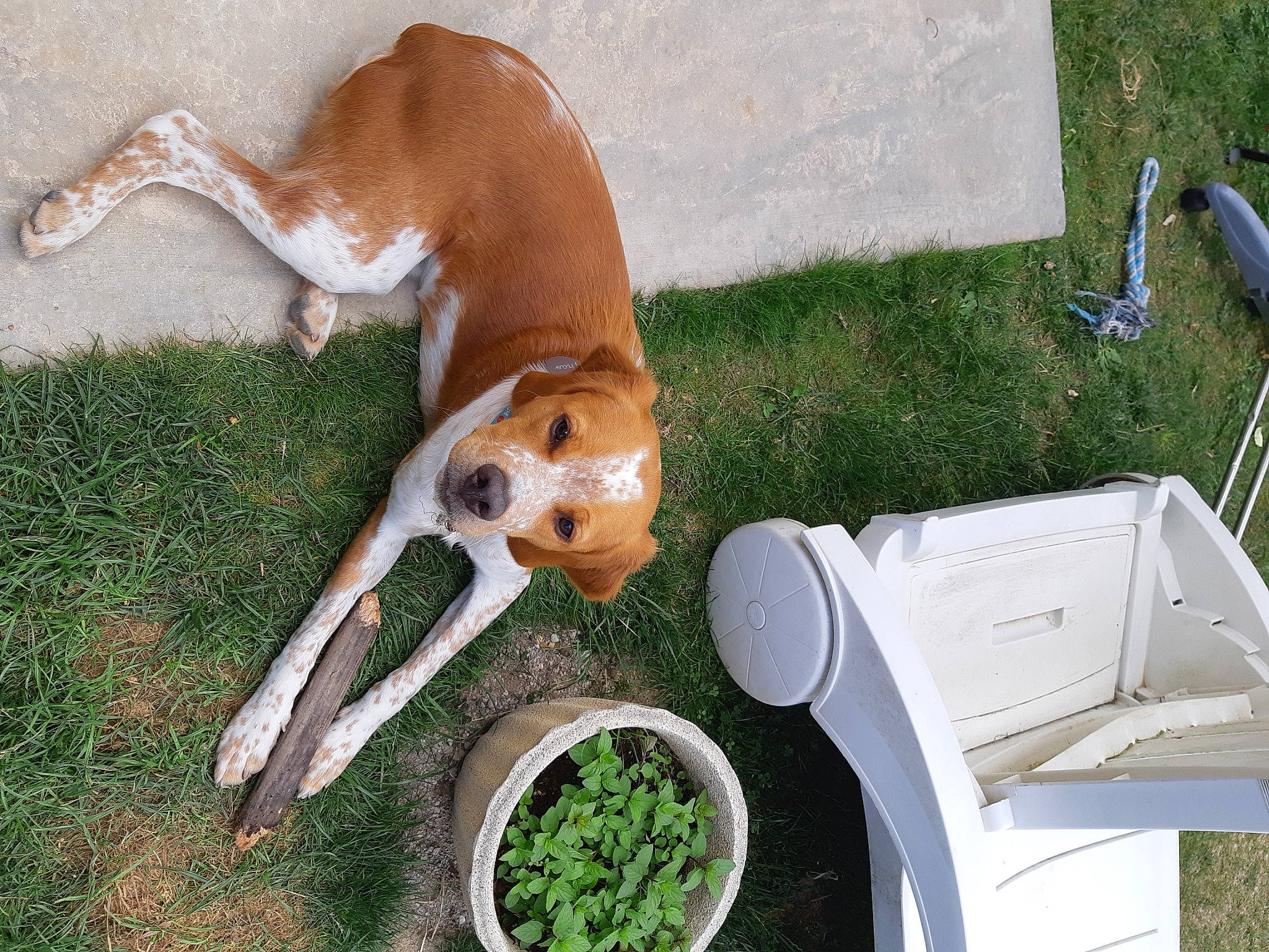 Thao participe au concours pour gagner de l'argent avec cette photo : canidae, carnivore, chair, companion_dog, dog, dog_breed, fawn, food, grass, ingredient, kitchen_utensil, leaf_vegetable, outdoor_furniture, recipe, snout, sporting_group, tableware, tail, vegetable, working_animal