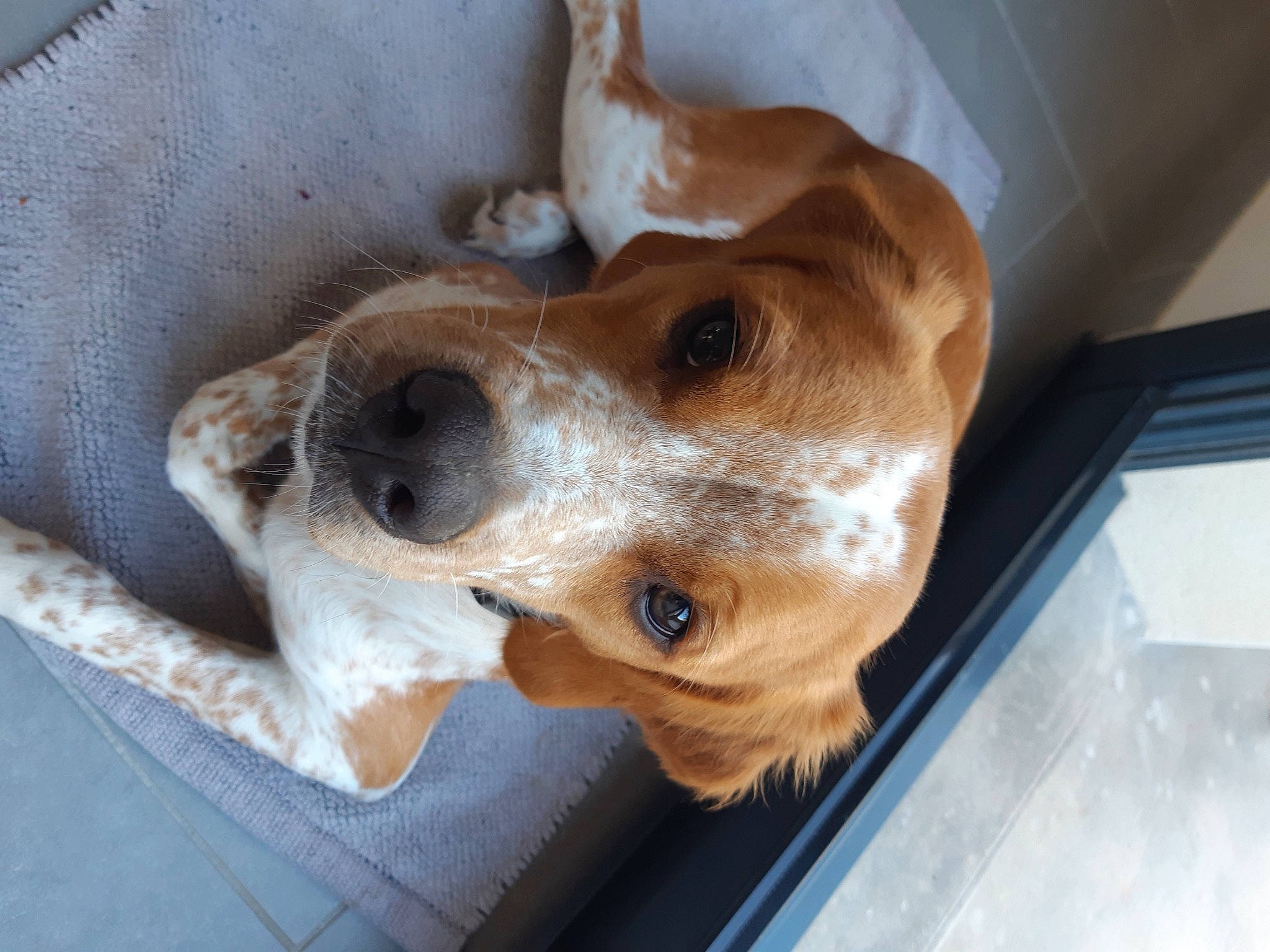 Thao participe au concours pour gagner de l'argent avec cette photo : carnivore, collar, companion_dog, dog, dog_breed, ear, fawn, fur, golden_retriever, gun_dog, liver, paw, pet_supply, snout, sporting_group, whiskers, working_animal