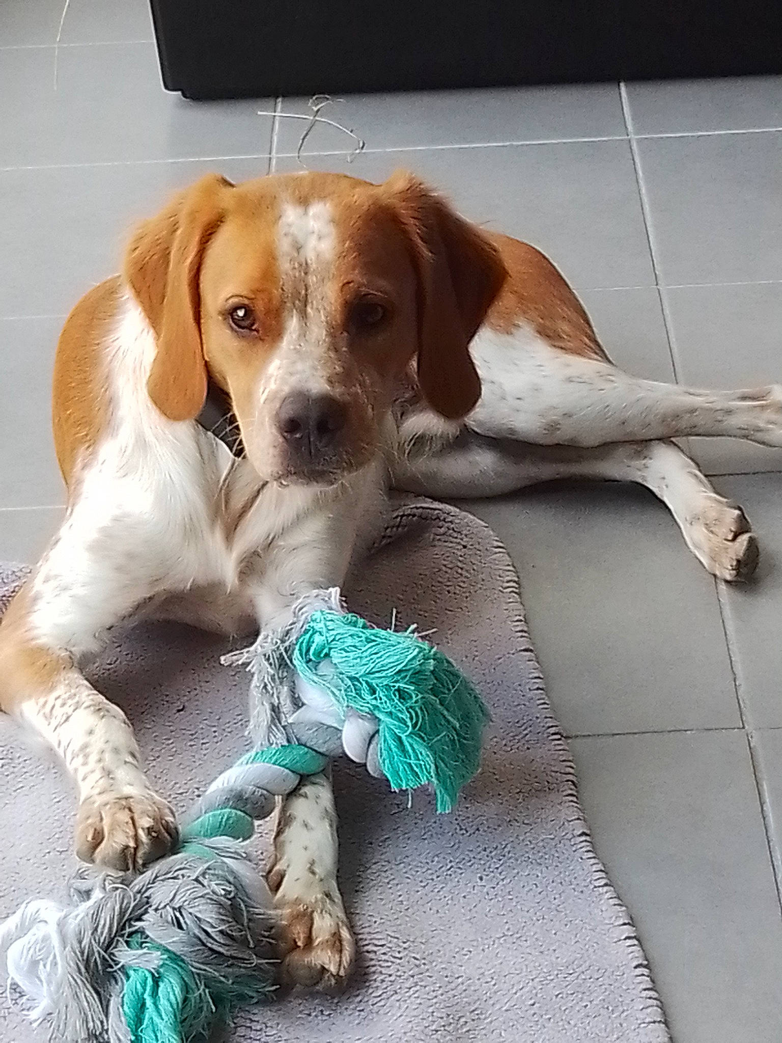 Thao participe au concours pour gagner de l'argent avec cette photo : beagle, beagle_harrier, canidae, carnivore, collar, comfort, companion_dog, dog, dog_breed, dog_supply, finnish_hound, flooring, hound, liver, pet_supply, scent_hound, snout, sporting_group, tennis_ball, terrestrial_animal
