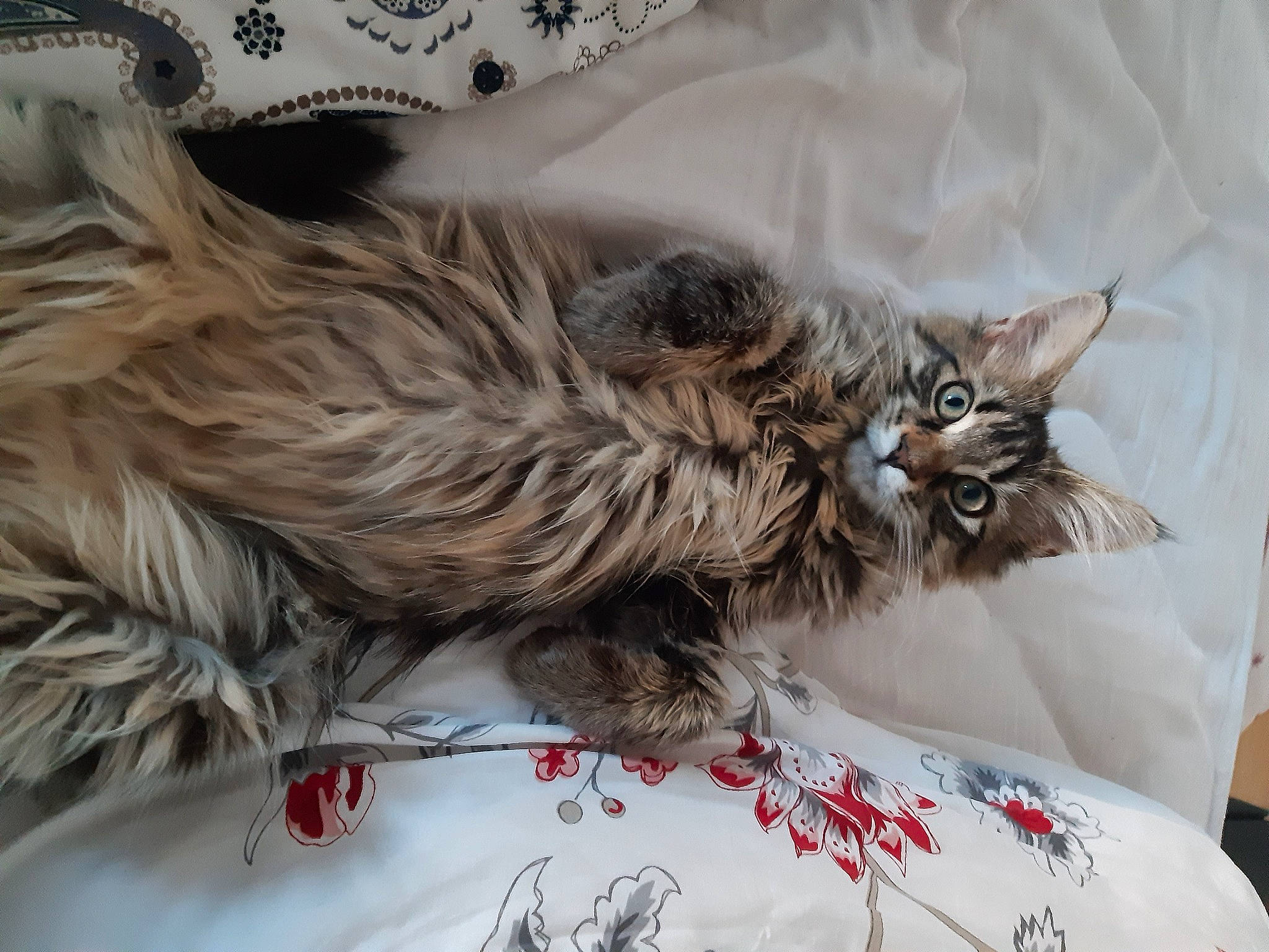 Moon participe au concours pour gagner de l'argent avec cette photo : bag, bed, bedding, british_longhair, carnivore, cat, cat_bed, claw, comfort, fawn, felidae, fur, grey, linens, maine_coon, nap, paw, small_to_medium_sized_cats, tail, whiskers